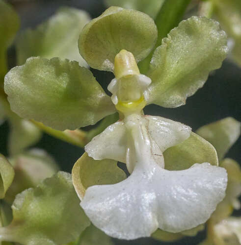 Trichocentrum aurisasinorum