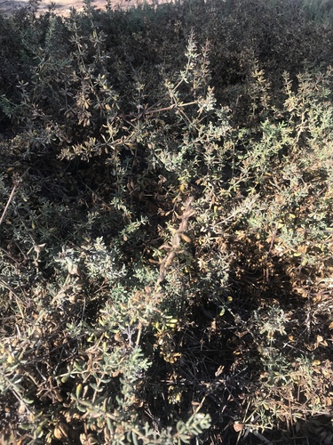 iNaturalist observation photo of pinks, cactuses, and allies
