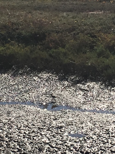 iNaturalist observation photo of Calidris Sandpipers