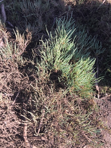iNaturalist observation photo of Pacific Glasswort