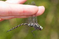 Gomphaeschna furcillata