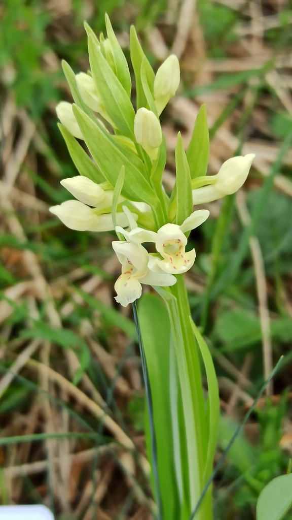 Dactylorhiza cantabrica H.A.Pedersen