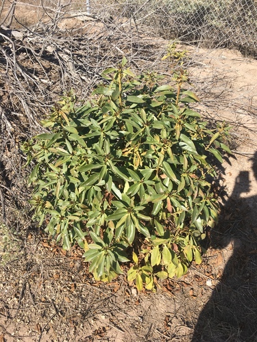 iNaturalist observation photo of Dicots
