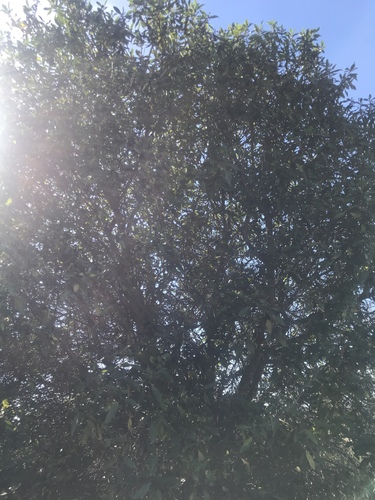 iNaturalist observation photo of coast live oak