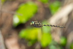 Gomphaeschna furcillata