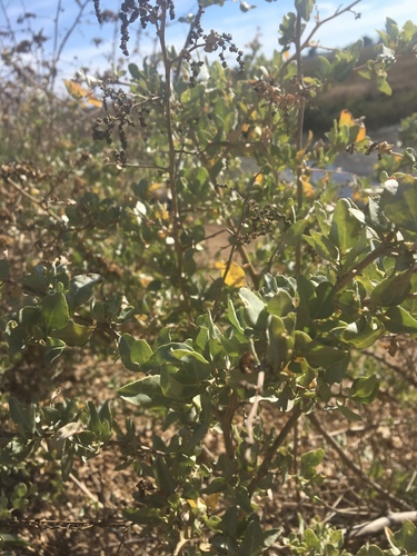 iNaturalist observation photo of Dicots