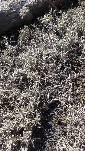 iNaturalist observation photo of Dicots
