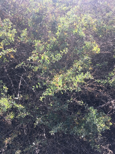 iNaturalist observation photo of Dicots
