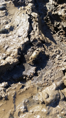 iNaturalist observation photo of Mexican Fiddler Crab