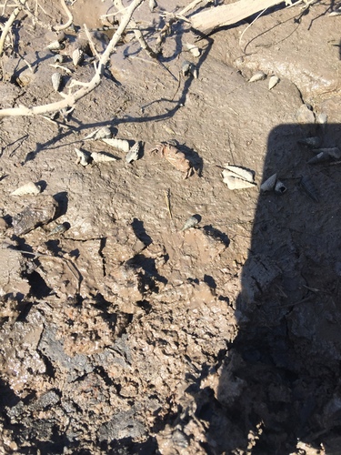 iNaturalist observation photo of Mexican Fiddler Crab