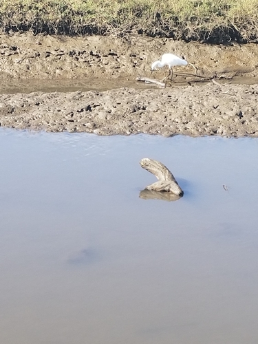iNaturalist observation photo of Snowy Egret