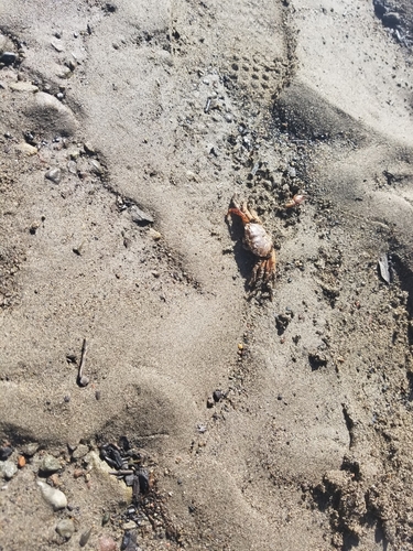 iNaturalist observation photo of Striped Shore Crab