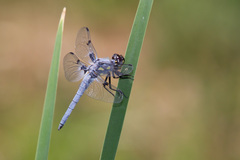 Libellula nodisticta