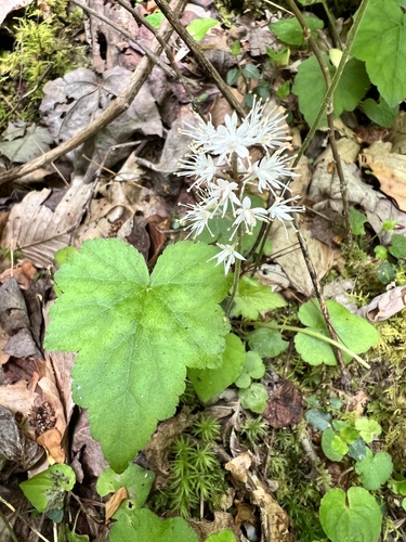 Tiarella austrina, photograph 4