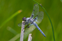 Libellula nodisticta