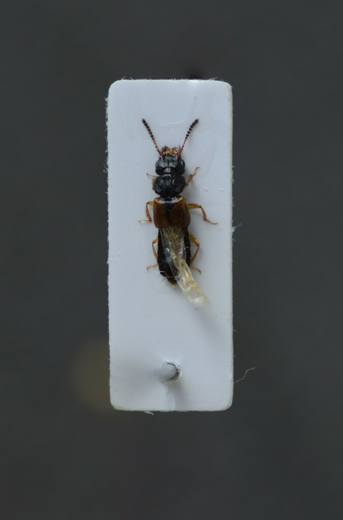 Oxytelus piceus
