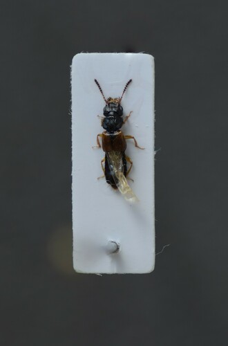 Oxytelus piceus