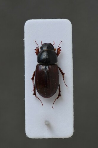 Pseudacrossus