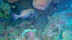 Sweetlips