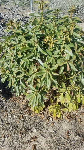 iNaturalist observation photo of Dicots