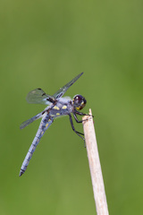 Libellula nodisticta
