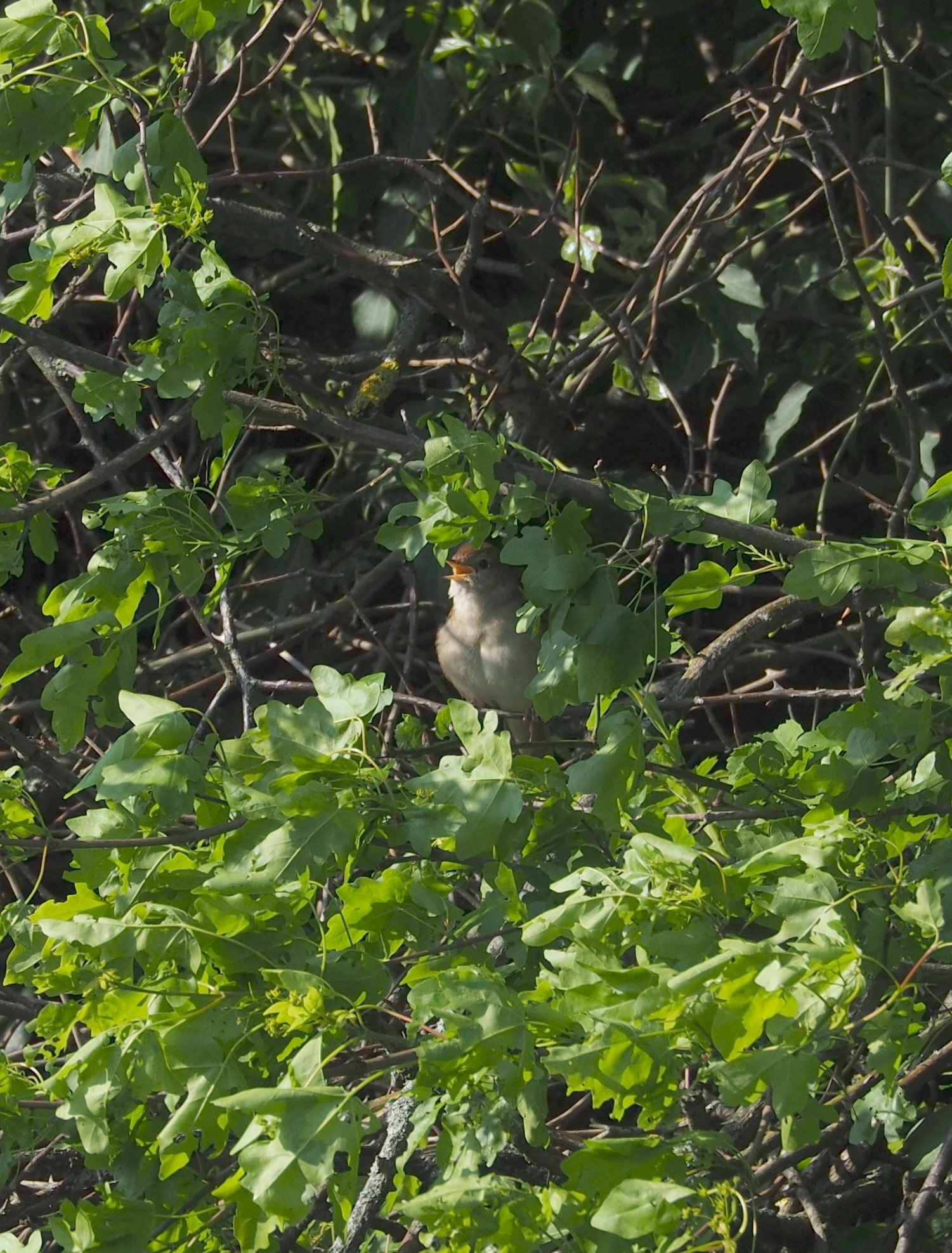 Common Nightingale