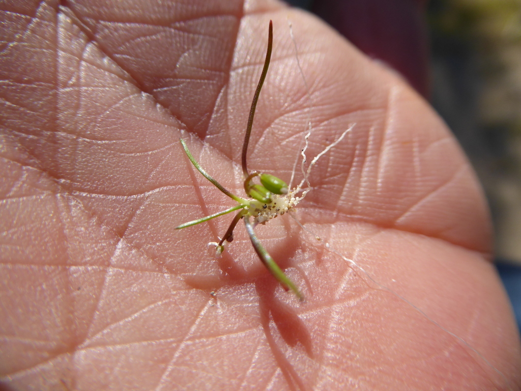 Triglochin trichophora