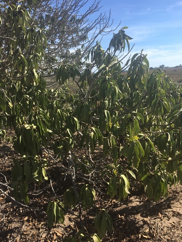 iNaturalist observation photo of Dicots