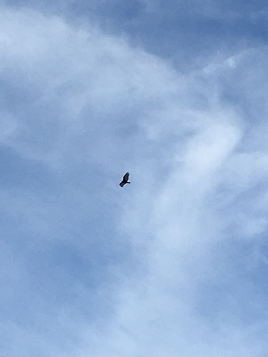iNaturalist observation photo of Turkey Vulture