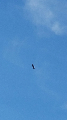 iNaturalist observation photo of Turkey Vulture