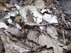 Stenocercus fimbriatus