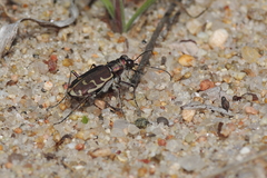 Cicindela repanda repanda