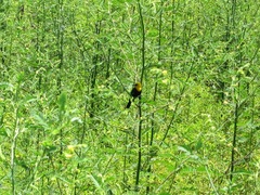 Chrysomus icterocephalus