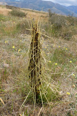Aciphylla subflabellata