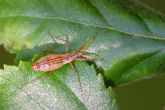 Nabis limbatus