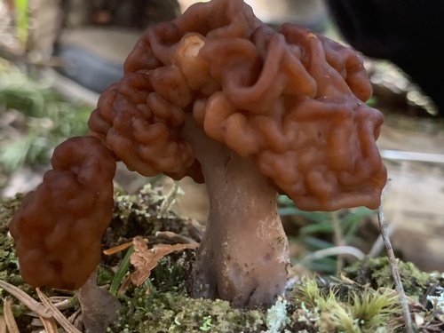 Gyromitra esculenta — (c) Sophia Bowes, some rights reserved (CC BY)