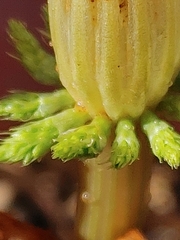 Equisetum sylvaticum image
