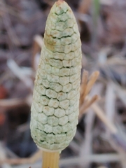 Equisetum sylvaticum image