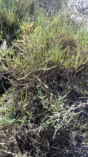 iNaturalist observation photo of Pacific Glasswort