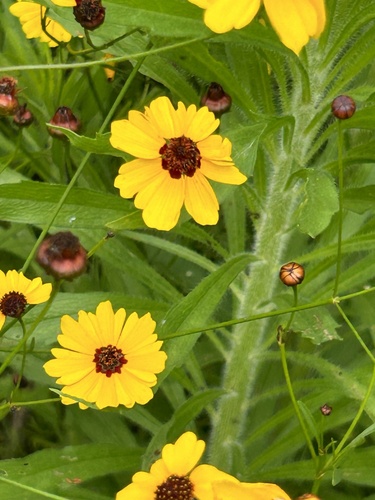 Coreopsis