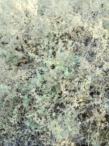 iNaturalist observation photo of Flatspine Bursage