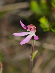 Caladenia bartlettii