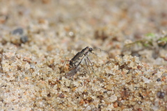 Cicindela repanda repanda