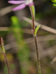 Caladenia bartlettii