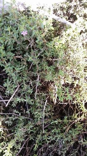 iNaturalist observation photo of Alkali Heath