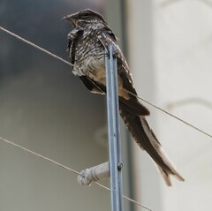 Scissor-Tailed Nightjar photo 2