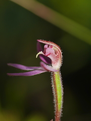 Caladenia bartlettii
