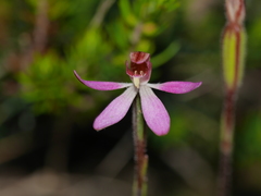Caladenia bartlettii
