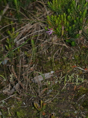 Caladenia bartlettii