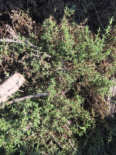 iNaturalist observation photo of Alkali Heath